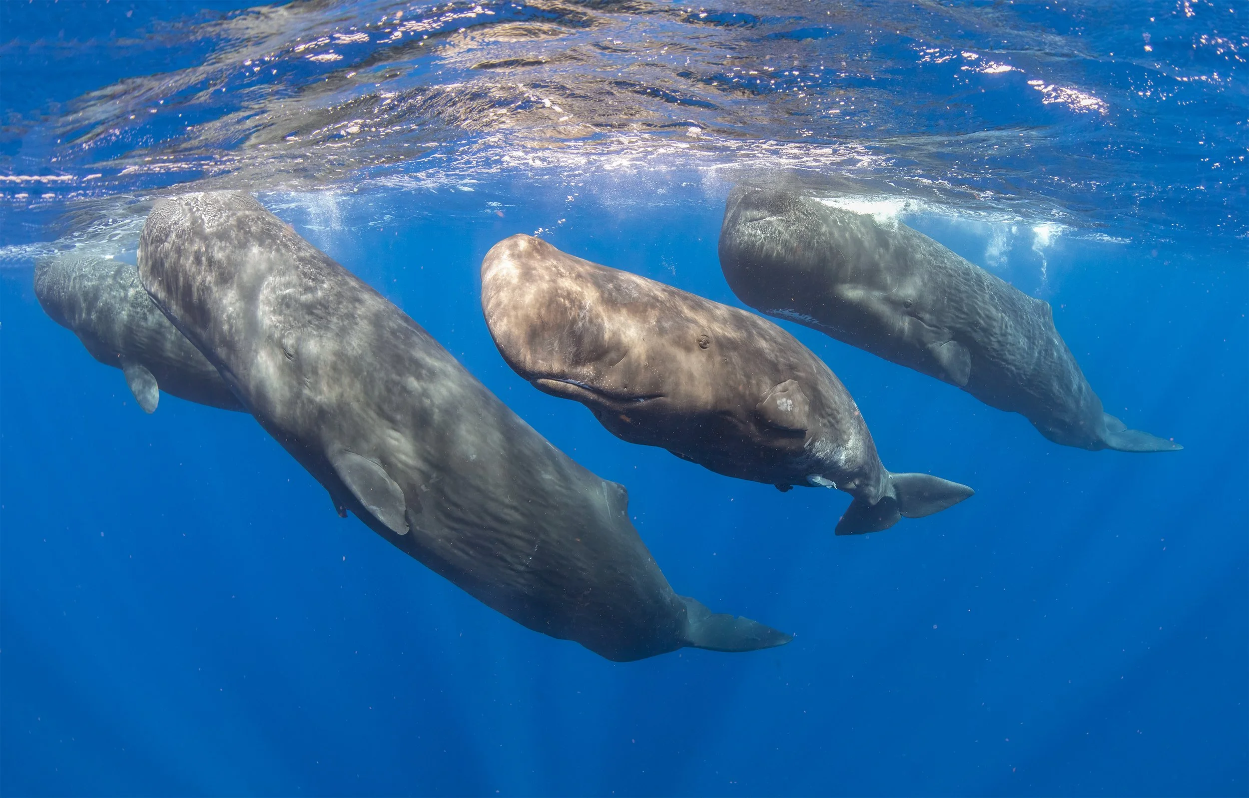Wildlife Expeditions & Photography Adventures | SDM Adventures
